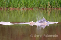 Delfines rosados de agua dulce en uno de los afluyentes del Amazonas a unos 40 kilómetros de Iquitos cerca del pueblo de Indiana. En su juventud estos delfines son de color gris. 