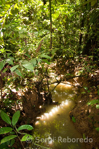 Plano general de la selva amazónica y el bosque primario. La palabra trocha es un americanismo para designar un camino angosto abierto en medio de la selva o la maleza. Se distingue del camino propiamente dicho en que no se tumban los árboles de sus orillas ni se invierte trabajo en ampliar la vía ni en construir puentes y pasos permanentes. La existencia de la trocha depende del tráfico, pues los viajeros despejan la vegetación con sus machetes y marcan la vía con sus propias huellas; por eso, si una trocha es poco utilizada termina por desaparecer devorada por el avance de las plantas. Realmente durante las caucherías los caminos verdaderos fueron muy pocos; predominaban las trochas de vida efímera cuya existencia sólo se conoce actualmente por el trazado en los mapas de la época. Un camino sólo tenía razón de existir en lugares tan transitados como entre San José del Guaviare y Calamar en el río Unilla (Alto Vaupés); Mocoa y el río Guineo (Alto Putumayo); Mocoa y Limón (Alto Caquetá); el paso de la Tagua a Caucayá (ríos Caquetá a Putumayo) o del Encanto (río Caraparaná) a La Chorrera (río lgaraparaná). De resto, aunque estratégicamente se supiera de la necesidad de construir caminos, la realidad socioeconómica sólo permitía mantener las trochas. Por ellas de vez en cuando pasaban unos pocos viajeros o cazadores y luego la selva tornaba a cerrarse.