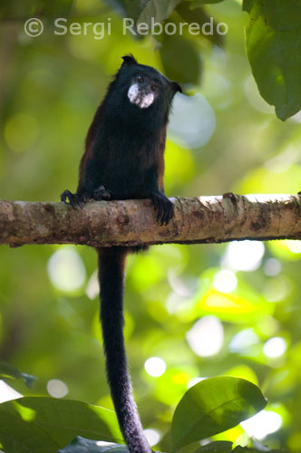 Un mono ardilla (saimiri) en uno de los bosques primarios de la selva amazónica. Imágenes como el vuelo de un grupo de guacamayos o el nado de rosados delfines serán grabadas en su memoria para siempre. La belleza del Encuentro de Aguas, donde las aguas cremosas del Río Solimões encuentran las aguas oscuras del Río Negro, manteniéndose éstos separados por millas, es un espectáculo de la naturaleza. Bañarse en las aguas calientes de la cascada de la “Piedra Furada”, localizado en el medio de la Selva Tropical Amazónica es una explosión de sensaciones: el húmedo aire dentro de la selva, el sonido de los pájaros y de los monos, el olor de la madera y de hojas.