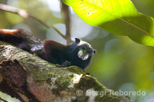 Un mono ardilla (saimiri) en uno de los bosques primarios de la selva amazónica. Hace algunas décadas el mono ardilla se encontraba ampliamente distribuido en las tierras bajas de la costa pacífica, pero debibo a la deforestación y a la captura de ejemplares para venderlos como mascotas hoy únicamente los podemos encontrar en la península de osa, en el Parque Nacional Manuel Antonio en Quepos y en algunos parches de bosque cerca de esta zona. El Mono ardilla forma parte de las especies costarricenses en peligro de extinción.