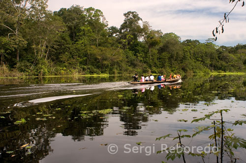 Navigating one of the tributaries of the Amazon to Iquitos about 40 miles near the town of Indiana. The most common piranhas in aquariums usually measure between 30 and 35 centimeters. It is best to buy small specimens to see them grow. They are social animals, so it is good to have five or six copies, but not many as they can have aggressive behavior. Be careful because if there are times that piranhas are hungry, they often satisfy their hunger by devouring the weaker individuals.