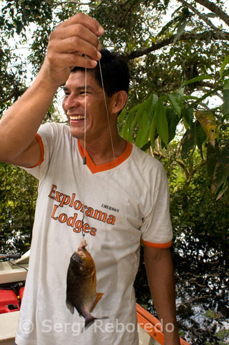 Piranha fishing in one of the tributaries of the Amazon to Iquitos about 40 miles near the town of Indiana. The types of pacu or piranha can hardly be differentiated. The color and length are the guidelines that we follow in order to distinguish them. The red pacu is the 'small' family (reaching two feet no less) and the orange color of its abdomen is what gives it its name.