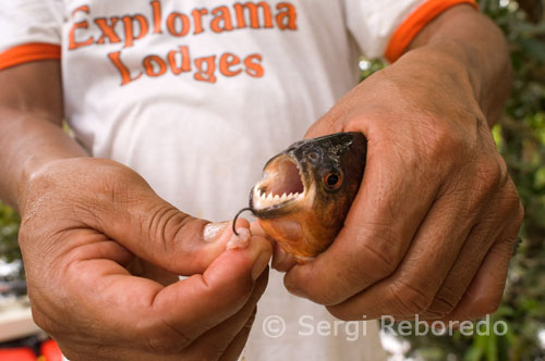 Pescando pirañas en uno de los afluyentes del Amazonas a unos 40 kilómetros de Iquitos cerca del pueblo de Indiana. Las pirañas conforman cinco generos dentro de la subfamilia de los Serrasalminae. Miden, normalmente, entre 15 y 25 cm de longitud, aunque se han encontrado ejemplares que superan los 40 cm. Son popularmente conocidas por sus afilados dientes y por su insaciable y agresivo apetito por la carne.