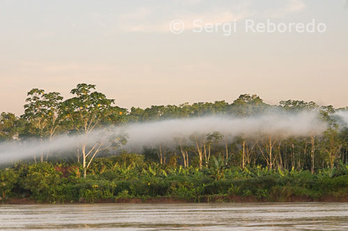 Bruma matinal en uno de los afluyentes del Amazonas a unos 40 kilómetros de Iquitos cerca del pueblo de Indiana. Las lluvias estacionales dan origen a grandes inundaciones a lo largo del curso del río y sus tributarios. La profundidad promedio en el pico de la estación lluviosa es de unos 40 m y el ancho promedio es de unos 40 km (véase: Barzea). Esta se inicia en noviembre y va hasta junio, para luego decrecer a fines de octubre. La crecida del río Negro es parcialmente asincrónica: la estación lluviosa no comienza en este valle sino hasta febrero o marzo. Para junio se encuentra en su punto culminante, y comienza el descenso de las aguas ahora sí en consonancia con el Amazonas. El río Madeira presenta un desfasaje de dos meses, comenzando a crecer en septiembre e iniciando la retirada en abril.La abundancia de agua en el sistema amazónico se debe al hecho de que gran parte del territorio se encuentra ubicado en la zona de convergencia intertropical, donde la caída de lluvias es máxima. Asimismo la región se halla en el área de intercambio de vientos donde la humedad del Atlántico es empujada hacia el oeste y eventualmente forzada a ascender sobre los Andes. Este ascenso enfría las masas de aire, creando lluvias intensas que se precipitan a lo largo de una superficie enorme, proceso sin parangón a nivel mundial.La suave planicie aluvional (llamada vargem) que constituye la mayor parte del territorio por donde corre el río, queda cubierta con hasta 15 m de agua. El nivel en Iquitos es de 6 m, en Teffe, 15 m, en Óbidos, 11 m y en Pará 4 m sobre el nivel fluvial mínimo que caracteriza la estación seca.