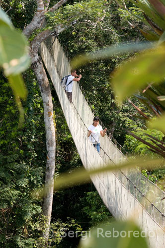 El Amazon Canopy Walkway, uno de los puentes colgantes más largos del mundo, que permite ver los animales del bosque primario desde una altura de 37 metros y está suspendido a lo largo de los 14 árboles más altos del área. Los rollos de cables se empacaron junto a las cajas de las piezas y a los sacos de pernos. Muy pronto, sus primeros puentes colgantes prefabricados para Sudamérica respiraron la misma ligereza casi aérea del puente del Parque de Buttes-Chaumont..."(En realidad, el puente colgante que obsesionaba a Eiffel era el de Ironbridge, sobre el Severn en Inglaterra, el más antiguo de Europa (1779). Este había marcado el comienzo del empleo del metal en la construcción, con lo que los ingleses (y no los franceses) eran los verdaderos pioneros).3. Tercera"Las obras de ingeniería son una especie de arquitectura secreta o infrarquitectura que se revela, siendo a fin de cuentas como una meta-arquitectura. Prueba de ello es cómo durante muchos años en Venezuela se les conocía como "Obras de Arte". No por la decoración emblemática sobre la estructura funcional, digamos por ejemplo, de nereidas apernadas a montantes verticales o de guirnaldas alternando cruces de San Andrés... Se les llamaba obras de arte porque eso es lo que eran.Los ingenieros venezolanos, (adelantando a los arquitectos en un siglo en sus operaciones en el país), parecían haber hecho suyas desde muy temprano las palabras de Eiffel: "Porque somos ingenieros, ¿Debemos creer que la belleza no nos preocupa en nuestras construcciones y que al mismo tiempo que hacemos lo sólido y lo durable, no nos esforzamos por hacerlas elegantes? ¿O es que las verdaderas funciones de la fuerza no están siempre de acuerdo a las condiciones secretas de la armonía?”La tarea de abrir las carreteras y los caminos de hierro que empezaron partiendo prácticamente de cero el siglo pasado, la asumieron, entre las dificultades, sino con otra cosa, con mucho arte. Aunque es verdad que se importaron muchas estructuras del extranjero, como el caso históricamente cierto del puente de hierro para cruzar el río Guarapiche en Maturín, traído de Glasgow, vía Trinidad, lo cierto es que estos humildes ingenieros eiffelianos proyectaron muchísimas más. Nada más abría que hacer una expedicion arqueológica para conocer la vía del ferrocarril Caracas-La Guaira, y sus nueve puentes, también enumerados como obras de arte, de los cuales cuatro eran de hierro... O hacer el recuento de la saga de los puentes de hierro colgantes, con algunos legendarios como el de la carretera de Agua Caliente, de Alberto Lutowski, o el que iba a ir sobre el Guaire de 1873, de estructura dividida en tres tramos de Luciano Urdaneta, el primero de esa magnitud en Venezuela; y con otros construidos, como el techado sobre el Quinimarí, en San Cristobal, o el que está sobre el Yuruary, en el Dorado.El seductor puente sobre el río Cuyuní no puede ser sino una parte de esa meta o proto-arquitectura que fue la ingeniería de puentes y caminos... y salió simplemente del proyecto de un ingeniero venezolano."4.Cuarta"El jugoso contrato para diseñar y construir las quince esclusas de puertas metálicas del Canal de Panamá de 1882 le había rendido fabulosos beneficios. 