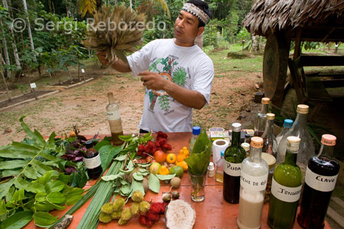 El chamán local cura las diferentes enfermedades a base de leche de ojé, jengibre, clavo, y otros muchos productos naturales llegando a realizar incluso rituales con ayahuasca si es preciso. En 1999 tres biólogos moleculares viajaron al Amazonas peruano para intentar obtener datos biomoleculares en sesiones organizadas por un chamán indígena. El antropólogo canadiense Jeremy Narby nos presenta los hechos.Los tres biólogos moleculares no tenían ningún conocimiento previo sobre el chamanismo ayahuasca o el Amazonas, aunque estaban interesados en las medicinas alternativas tradicionales y el chamanismo en general. Sus edades estaban comprendidas entre los treinta y los sesenta años: el primero de ellos era una científica de una compañía norteamericana de genética, el segundo era un profesor de una universidad francesa e investigador en el Centre Nacional des Recherches Scientifiques (CNRS), y el tercero era una profesora de una universidad suiza y directora de un laboratorio de investigación.Ninguno de los tres científicos hablaba castellano y el ayahuasquero indígena no hablaba ni inglés ni francés, así que yo les serví de intérprete. Lo primero que cabría destacar es que los científicos y el chamán mantuvieron largas conversaciones. El chamán había estudiado las plantas como ayahuasquero durante treinta y siete años, y durante varios días respondió a las preguntas de los biólogos. También realizo sesiones nocturnas con ayahuasca, en las que participaron los tres investigadores, quienes tuvieron numerosas visiones, como moléculas de ADN y cromosomas.La bióloga norteamericana, que trabajaba habitualmente en el desciframiento del genoma humano, dijo que había visto un cromosoma desde la perspectiva de una proteína sobrevolando una larga hélice de ADN. Vio unas secuencias de ADN, conocidas como “islas CpG”, que le habían traído de cabeza en su trabajo, y que se hallan en mas de un 60 % de todos los genes humanos. Vio que poseían una estructura distinta a la del ADN circundante, y que esta estructura particular les permitía ser fácilmente accesibles y, de este modo, poder servir de “plataformas de aterrizaje” para las proteínas de trascripción, que se acoplan a las moléculas de ADN y realizan copias precisas de secuencias genéticas. Dijo que la idea según la cual la estructura de las islas CpG les permitiría actuar como plataformas de aterrizaje no se le había pasado nunca antes por la cabeza, y que la investigación genética podría verificar pronto esta hipótesis.El profesor francés había estudiado el cordón espermático de los animales durante varios años, primero en lagartos y luego en ratones. Cuando un espermatozoide sale de los testículos y entra en el cordón espermático es aún incapaz de fertilizar un ovulo, puesto que solo pasa a ser fértil después de haber recorrido el cordón, donde actúan alrededor de 50 tipos diferentes de proteínas. Él y su equipo habían pasado años intentado averiguar que proteína hace fértil al espermatozoide, lo que podría tener implicaciones en el desarrollo de un anticonceptivo masculino. Así pues, en una de las sesiones con ayahuasca planteó tres preguntas. Primero: ¿hay una proteína en particular que haga fértiles a los espermatozoides? Segundo: ¿por qué no había sido posible encontrar la respuesta a esa pregunta después de años de investigaciones? Y tercero: ¿era el ratón el modelo apropiado para estudiar la fertilidad en el hombre? Las respuestas le llegaron a través de una voz que apareció en sus visiones. Como respuesta a la primera pregunta, la voz le dijo: “No, no es una proteína en particular. En este órgano no hay proteínas más importantes que otras, sino que las distintas proteínas deben interactuar conjuntamente para conseguir la fertilidad”. A la segunda pregunta respondió: “Ya contesté con la primera pregunta”. Y a la tercera pregunta dijo: “Esta pregunta no es suficientemente importante para que responda a ella. La respuesta puede encontrarse sin la ayuda de la ayahuasca. Intenta trabajar en otra dirección”.La científica suiza quería preguntar sobre el carácter ético de la modificación del genoma de las plantas. De hecho quería saber si era correcto añadir genes a las plantas para hacerlas resistentes a las enfermedades. Da la casualidad de que el tabaco es una planta importante tanto para los investigadores genéticos como para los chamanes del Amazonas. Chamanes de numerosas tribus indígenas afirman hablar en sus visiones con la “madre del tabaco”, esto es la esencia de la planta. Así pues, la bióloga contó que en el transcurso de una sesión inducida por la ayahuasca hablo con una entidad, que mas tarde el chamán identificó como la madre del tabaco. Esta entidad le informó de que la función fundamental del tabaco es la de servir a todos los seres vivos. También le dijo que la manipulación del genoma del tabaco no era un problema por sí mismo mientras la planta pudiera desarrollar su función primordial en un entorno adecuado y mientras la planta estuviera de acuerdo con este entorno. La bióloga contó también que había visualizado una planta resplandeciente que crecía en un desierto gracias a un gen suplementario que la hacía resistente a la sequía. Salió de esta experiencia habiendo comprendido que la manipulación genética debía evaluarse caso por caso, de tal modo que se tuviera en cuenta tanto la voluntad del científico como el modo en el que las plantas modificadas se emplearían en la sociedad.