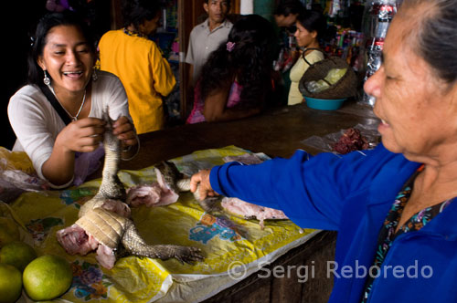 En el mercado del pueblo de Indiana se puede comprar carne de caimán. El Caimán Negro (Melanosuchus niger) es natural del norte de América del Sur. Su distribución comprende la cuenca del Amazonas, desde la desembocadura hasta Ecuador y Bolivia. Existen reportes de habérsele visto en Paraguay.Melanosuchus niger Habita en todo tipo de curso de agua dulce. Demuestra cierta preferencia por los lagos, ríos de poca corriente, campos inundados, etc.Una vez seleccionado el lugar donde va a anidar, el cual puede ser en una orilla próxima a una laguna, la madre en el proceso de varios días construye un nido que es una pequeña aglomeración de vegetación seca con tierra. Después con las patas traseras hacen un hueco sobre el montículo y es ahí donde deposita los huevos. Una vez terminada la puesta, en esta especie consiste de 21 a 75 huevos, cubre los huevos y se traslada al agua. Aparentemente algunas madres se mantienen próximas al nido y lo defienden con ferocidad, aunque existe documentación que algunas permanecen en el área pero no demuestran instintos maternales tan desarrollados y aun otras terminada la puesta ignoran el nido por completo.La incubación toma unas 12 a 13 semanas, aunque es posible que en ciertos lugares tome menos tiempo ya que se reporta de hasta cinco a seis semanas. Al menos algunas madres remueven la tierra sobre los huevos cuando ya los pequeños caimanes van a salir del cascarón.El cascarón de los huevos es duro. Los huevos miden de 86 a 97 por de 50 a 56 mm y pesan de 90 a 155 gramos. Es posible que algunos huevos sean irregulares, más pequeños, pero son la excepción. Los recién nacidos pesan unos 90 gramos y miden de 20 a 30 cm. A los pocos días de nacidos se les ve entre la vegetación acuática en la laguna u otro depósito de agua próximo al cual la madre anidó.Entre las causas por las cuales se pierden las nidadas se documentan las inundaciones. Si la madre no ayuda a los pequeños a salir del nido es posible que algunos mueran asfixiados.La alimentación de Melanosuchus niger se basa de peces, siendo complementada con mamíferos medianos a grandes; venados, carpinchos, cerdos y perros. Debido a su gran tamaño, presentan una amenaza a las personas, a las que ataca.Este caimán puede llegar a medir hasta 6 metros de longitud, aunque el tamaño usual es de 2.4 a 3 metros y en el presente son raros aquellos que en la naturaleza sobrepasan los 4 metros.El nombre lo obtienen por el color de la piel de los adultos. Los jóvenes tienen manchas y rayas amarillas.