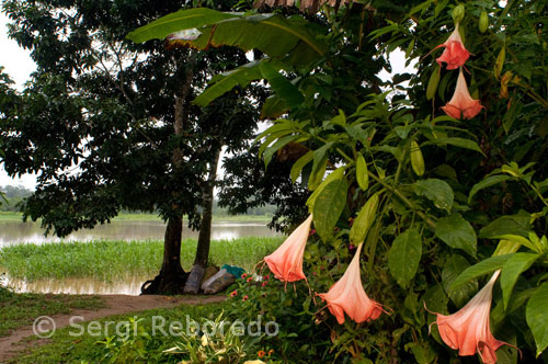 Paisatge amb flors al poblat riberenc de Timicuro I somriuen davant la càmera. La selva Amazònica té més de 2.000 espècies d'arbres i més de 3.000 de plantes, moltes d'aquestes espècies es troben encara sense conèixer.
