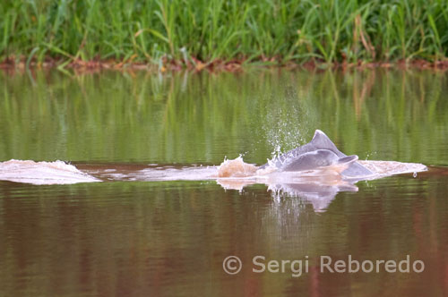 Delfines rosados de agua dulce en uno de los afluyentes del Amazonas a unos 40 kilómetros de Iquitos cerca del pueblo de Indiana. En su juventud estos delfines son de color gris. El delfín rosado amazónico es el animal acuático más romántico que podamos imaginar. Incluso, podemos llegar a decir que su comportamiento sexual puede asemejarse en cierta manera al de los simios y seres humanos.Al igual que algunos hombres utilizan ramos de flores para atraer a las mujeres, el macho de esta especie sudamericana recoge pedazos de madera, rocas o montones de lodo para captar la atención de las hembras.El ritual es ofrecer a la hembra sus ofrendas, llevándolas en el pico y  acercándose en posición vertical, muy cerca de la superficie, para después sumergirse rotando sobre su propio eje.El objetivo es impresionar a la hembra y mostrarle sus cualidades, demostrándole que puede llegar a ser un gran padre. Si hay otros delfines cerca, se mostrará fuertemente agresivo frente a ellos, pero nunca entrará en una pelea en presencia de la hembra.Los delfines rosados macho tienen ese color característico por la cicatrización de sus heridas debidas a enfrentamientos con otros machos. El tener un color más fuerte significa que se ha enfrentado en más oportunidades y con mayor intensidad a otros delfines, una señal de prestigio y distinción.