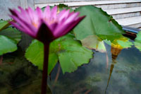 Bangkok. Flower and reflection of Golden stupa, Temple of the Emerald Buddha (Wat Phra Kaew) in the Grand Palace, Bangkok, Thailand, Southeast Asia, Asia. The Grand Palace RTGS: Phra Borom Maha Ratcha Wang is a complex of buildings at the heart of Bangkok, Thailand. The palace has been the official residence of the Kings of Siam (and later Thailand) since 1782. The king, his court and his royal government were based on the grounds of the palace until 1925. The present monarch, King Bhumibol Adulyadej (Rama IX), currently resides at Chitralada Palace, but the Grand Palace is still used for official events.