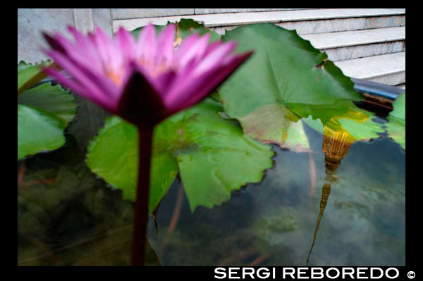 Flor y reflexión de Stupa de oro, Templo del Buda de Esmeralda (Wat Phra Kaew) en el Gran Palacio de Bangkok, Tailandia, el sudeste de Asia, Asia. El Gran Palacio LBTR: Phra Borom Maha Ratcha Wang es un complejo de edificios en el centro de Bangkok, Tailandia. El palacio ha sido la residencia oficial de los Reyes de Siam (y más tarde Tailandia) desde 1782. El rey, su corte y su gobierno real se basaron en los terrenos del palacio hasta 1925. El actual monarca, el rey Bhumibol Adulyadej (Rama IX ), actualmente reside en Chitralada Palace, pero la Gran Palacio aún se utiliza para actos oficiales. Varias ceremonias reales y las funciones del Estado se llevan a cabo dentro de los muros del palacio cada año. El palacio es uno de los atractivos turísticos más populares en Tailandia. El Atrio o Khet Phra Racha Que Chan Na de la Grand Palace está situado al noroeste del palacio (el noreste siendo ocupado por el Templo del Buda Esmeralda). Entrando por la puerta principal Visetchaisri, el Templo del Buda Esmeralda se encuentra a la izquierda, con muchos edificios públicos ubicados a la derecha. El Templo del Buda de Esmeralda o Wat Phra Kaew formalmente conocido como Wat Phra Si Rattana Satsadaram, es una capilla real situada dentro de los muros del palacio. Refiere incorrectamente como un templo budista, es de hecho una capilla; que tiene todas las características de un templo a excepción de la zona de habitación para los monjes. Construido en 1783, el templo fue construido de acuerdo con la antigua tradición que se remonta a Sukotai, una capilla real dentro de los terrenos del palacio real en Sukhothai, y Wat Phra Sri Sanpetch en Ayutthaya. El famoso Buda de Esmeralda se mantiene dentro de los terrenos del templo.