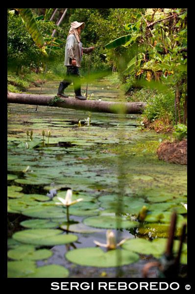 Woman farmer walking on a trunk. Ko Kret (also Koh Kred) is an island in the Chao Phraya River, 20 km north of Bangkok, Thailand. The island dates only to 1722, when a canal was constructed as a shortcut to bypass a bend in the Om Kret branch of the Chao Phraya river. As the canal was widened several times, the section cut off eventually became a separate island. The island continues to serve as a refuge to the Mon tribes who dominated central Thailand between the 6th and 10th centuries and have retained a distinct identity in their version of Buddhism and, particularly at Ko. One way to reach Ko Kret is to take the once-weekly Chao Phraya Express, which leaves the Central Pier (BTS Saphan Taksin) every Sunday at 09:00 and visits a number of attractions before returning at 15:30. The cost of the cruise and guided tour is 300 baht (no lunch). Many other companies also offer similar tours, often just as a stop on a longer upriver trip to Ayutthaya. Independent travel to Ko Kret can be a little more challenging. The easiest option is to take public bus 166 from Victory Monument which travels all the way to the market in Pak Kret. From there, you have to walk about 500 metres (or take a moto/samlor) towards the river to the ferry pier, which is located behind Wat Sanam Neua. If you exit the bus before the U-Turn simply continue towards the river. On the left you will see the entrance to a fairly inconspicuous market. Enter this then follow the market as long as you can (i.e. stay with the shops). Eventually you will come out near to the Wat and the route will be very obvious.