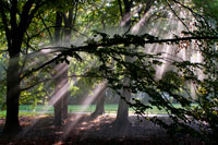 Berlin. Germany. Sunlit foliage in Tiergarten ('Animal Garden'), Berlin, Germany. The Großer Tiergarten, simply known as Tiergarten, is an urban public park of Germany located in the middle of Berlin, completely in the homonymous locality. The park is of 210 hectares (520 acres); and among urban gardens of Germany, only the Englischer Garten of Munich (417 ha or 1,030 acres) is larger. The beginnings of the Tiergarten can be traced back to 1527. It was founded as a hunting area for the king, and was situated to the west of the Coelln city wall, which was the sister town of Old Berlin. It also sat in the same vicinity as the Berlin Stadtschloss. In 1530 the expansion began; acres of land were purchased and the garden began to expand towards the north and west. The total area extended beyond the current Tiergarten, and the forests were perfect for hunting deer and other wild animals.