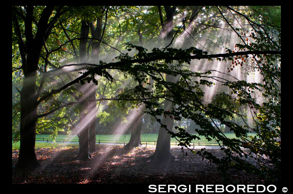 Fullatge il · luminat pel sol en Tiergarten ( ' Garden Animal ) , Berlín , Alemanya . El Großer Tiergarten , simplement conegut com Tiergarten , és un parc públic urbà d'Alemanya es troba al centre de Berlín , per complet, a la localitat homònima . El parc és de 210 hectàrees ( 520 acres ) ; i entre els horts urbans d'Alemanya , només el Jardí Anglès de Munic ( 417 hectàrees o 1030 acres ) és més gran . Els inicis del Tiergarten es remunten a 1527 . Ser fundada com una zona de caça per al rei , i estava situat a l'oest de la muralla de la ciutat Coelln , que era la ciutat germana de la vella Berlín . També es va asseure a la mateixa zona com el Berlin Stadtschloss . En 1530 va començar l'expansió ; hectàrees de terra van ser comprades i el jardí van començar a expandir-se cap al nord i l'oest . La superfície total es va estendre més enllà de l'actual Tiergarten , i els boscos eren perfectes per a la caça de cérvols i altres animals salvatges . El rei tenia animals salvatges situades al Tiergarten , que va ser tancat des de l'exterior per evitar que les criatures s'escapi , i va ser el principal motiu de caça per als electors de Brandenburg . Mania d'aquest rei , però, va començar a esvair a mesura que la ciutat de Berlín va començar a expandir-se i la zona de caça es va reduir per donar cabuda al creixement