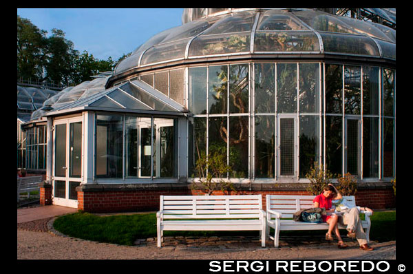 Jardí Botànic de Berlín , amb més de 43 hectàrees el major jardí botànic d'Europa . El principal efecte hivernacle tropical . El Jardí Botànic de Berlín- Dahlem i el Museu Botànic (alemany : Botanischer Garten und Botanisches Museu de Berlín - Dahlem ) és un jardí botànic a la capital alemanya de Berlín , amb una superfície de 43 hectàrees i al voltant de 22.000 espècies de plantes diferents . El jardí es troba al barri de Dahlem del barri de Steglitz - Zehlendorf . Va ser construïda entre 1897 i 1910 , sota la direcció de l'arquitecte Adolf Engler , per tal de presentar les plantes exòtiques de tornar de les colònies alemanyes . Avui en dia , el jardí és part de la Universitat Lliure de Berlín . El Museu Botànic ( Botanisches Museum ) , amb un gran herbari ( Herbari Berolinense ) i una gran biblioteca científica , s'adjunta al jardí . El complex consta de diversos edificis i hivernacles , com el Cactus Pavilion i el Pavelló de Victòria (que compta amb una col · lecció d'orquídies , plantes carnívores i gegant nenúfar blanc Victòria - Seerosen ) . La superfície total de totes les cases de vidre és de 6.000 m² . Espais a l'aire lliure del jardí , ordenats per la procedència geogràfica , tenen una superfície total de 13 hectàrees . Arboretum del jardí és de 14 hectàrees . La part més coneguda del jardí és el Gran Pavelló ( Das Große Tropenhaus ) . La temperatura a l'interior es manté a 30 ° C i la humitat de l'aire es manté alta . Entre les moltes plantes tropicals que alberga un bambú gegant . L'any 1573 , durant l'època de l'elector Joan Jordi, el primer gran conjunt de plantes per a l'ampliació de la base domèstica es va produir, pel fet que el jardiner granja Desiderio Corbianus en la fruita i horta del Palau de la ciutat de Berlín . Fins i tot si aquesta paraula no existeix en aquest moment , era que el primer " Jardí Botànic " a Berlín . El jardí de les delícies que encara existeixen s'ha desenvolupat a partir d'ella . En 1679 al carrer Potsdamer - en lloc de l'actual Heinrich - von - Kleist - parc - jardí hop va ser presentat , que va ser utilitzat com un propòsit de la cerveseria electoral , com les fruites i horta . Carl Ludwig Willdenow ha arribat , que el jardí se li va assignar en 1809 la Universitat de Berlín , que es va desenvolupar a tot el món a un reconegut " Jardí Botànic " amb un caràcter científic . Primers estímuls per moure el Jardí Botànic aparèixer el 1888 , donada per la necessitat , per expandir les plantacions , així com establir un arborètum . A més molts dels antics hivernacles hauria necessitat una reconstrucció . Sumat als impactes desfavorables dels voltants, que era , mentrestant densament desenvolupat per les ciutats de Berlín i Schoeneberg ; contaminació de l'aire i una reducció perjudicats les plantes . També els aspectes financers d'un moviment cap al centre de la ciutat eren d'importància