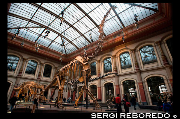Museum fuer Naturkunde, Berlin Museum of Natural History. Paleontological Museum in Berlin Ancient skeletons of dinosaurs. Berlin's Natural History Museum (Museum für Naturkunde) is home to a vast array of zoological, paleontological and mineralogical specimens. The popular Berlin museum also boasts that it houses the largest mounted dinosaur in the world. It is so large in fact, that it was impossible for me to get a full photo of it!   The main entrance to the museum has a number of steps, but there is a side entrance that is better accessible for wheelchair and pram users. You need to ring the bell and then you will be allowed inside to take a quick lift ride to the ticket area (thank you Jenni for this tip).   Upon entering, you are soon faced with an incredibly bright, dinosaur filled room! ''WOW'' is the word that escapes my oldest boys' lips whenever he sees this room and I must admit that I feel the same. This initial room will without a doubt be a hit for any young dinosaur fans in Berlin. It features large skeletons, fossils and a couple of fun interactive tools.  Head over to the screens angled off the floor and you will see pictures of the skeletons standing in front of you. Move the dial to one of the dinosaurs and suddenly the creature on the screen will fill with muscles and skin and spring to life. This is my oldest boys' favourite part of the whole museum and we always spend a looooooong time playing with the dials.