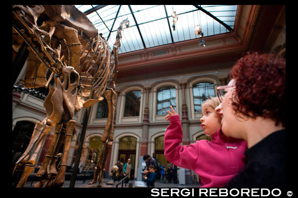 Museum fuer Naturkunde, Berlin Museum of Natural History. Paleontological Museum in Berlin Ancient skeletons of dinosaurs. Berlin's Natural History Museum (Museum für Naturkunde) is home to a vast array of zoological, paleontological and mineralogical specimens. The popular Berlin museum also boasts that it houses the largest mounted dinosaur in the world. It is so large in fact, that it was impossible for me to get a full photo of it!   The main entrance to the museum has a number of steps, but there is a side entrance that is better accessible for wheelchair and pram users. You need to ring the bell and then you will be allowed inside to take a quick lift ride to the ticket area (thank you Jenni for this tip).   Upon entering, you are soon faced with an incredibly bright, dinosaur filled room! ''WOW'' is the word that escapes my oldest boys' lips whenever he sees this room and I must admit that I feel the same. This initial room will without a doubt be a hit for any young dinosaur fans in Berlin. It features large skeletons, fossils and a couple of fun interactive tools.  Head over to the screens angled off the floor and you will see pictures of the skeletons standing in front of you. Move the dial to one of the dinosaurs and suddenly the creature on the screen will fill with muscles and skin and spring to life. This is my oldest boys' favourite part of the whole museum and we always spend a looooooong time playing with the dials.