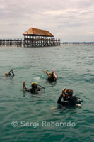 Varios submarinistas comienzan una inmersión en la proximidades de la isla de Mabul, en la House Reef. Este punto de inmersión se encuentra justo frente al resort Mabul Water Bungalows, y es accesible desde el propio embarcadero o en barco, si se está alojado en otro centro. A primera vista parece un punto sin gran interés, con un fondo de arena y una visibilidad regular, pero a los pocos segundos de estar sumergidos nos daremos cuenta de que esta inmersión es de las mejores de Mabul, pero al mismo tiempo de las más peculiares que podremos realizar. Ya bajo el embarcadero podremos ver numerosos juveniles de peces murciélago, peces lima garabateado, peces león, pez cocodrilo y peces cofre. 