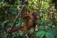 Orangutanes en el Centro de Rehabilitación de Orangutanes en Sepilok. Este de Sabah.