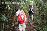 Liwagu Trail. Caminata en el Kinabalu Nationa Park. El Parque Nacional de Kinabalu o Taman Negara Kinabalu, situado a 88 km de la ciudad de Kota Kinabalu, en el estado federal de Sabah, en la costa oeste de la isla de Borneo, Malasia.Fundado en 1964 es uno de los primeros parques nacionales de Malasia, fue declarado como Patrimonio de la Humanidad por la Unesco en el año 2000. Abarcando una superficie protegida de 75.370 ha, que rodean al Monte Kinabalu.Tiene una gran variedad de hábitats, tierras bajas tropicales, selvas lluviosas, selvas tropical de montaña, selva subalpina, y vegetación baja en las cotas más altas. Fue designado Centro de Diversidad de flora para el Sureste Asiático y excepcionalmente rico en especies, como por ejemplo, flora del Himalaya, China, Australia y Malasia, así como vegetación pantropical. Santi Torrent y Laura Molins de Tordera.