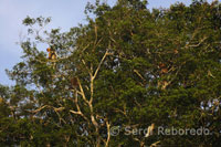 Los monos narigudos saltan de árbol en árbol en las laderas del río Kinabatangan.