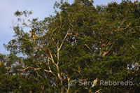 Proboscis monkeys jumping from tree to tree on the slopes of the Kinabatangan River.