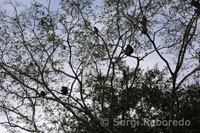 Algunos monos narigudos sobre la copa de los árboles en el río Kinabatangan