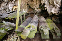 Tumbas en el interior de las cuevas de Gomantong.  100 km. de Sandakan las Cuevas de Gomantong, situadas en colinas de caliza alrededor del bajo Kinabatangan, se han hecho famosas por la cantidad de nidos comestibles, hechos con la saliva de los pájaros que allí albergan. Estos nidos son conocidos por sus propiedades medicinales entre la comunidad china local y se recolectan con instrumentos de ratán y bambú, disponiéndolos en escaleras que cuelgan más de 30 m. por encima del suelo de la cueva. Después de la recolección -entre Febrero y Abril, y entre Julio y Septiembre-, los nidos se sumergen en agua para quitarles el barro y las plumas, dejándolos limpios. Luego se venden a la comunidad china local o se exportan a muchos lugares del mundo: hasta 2000 dólares por kilo se han llegado a pagar. La recolección está rígidamente controlada por un sistema de licencias.