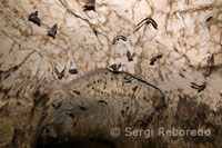 Gran cantidad de murcielagos habitan en el interior de las cuevas de Gomantong. Estas cuevas, situadas en colinas de caliza alrededor del bajo Kinabatangan, se han hecho famosas por la cantidad de nidos comestibles de pájaros que albergan. Estos nidos son conocidos por sus propiedades medicinales entre la comunidad china local, y se recolectan con instrumentos de ratán y bambú, disponiéndolos en escaleras que cuelgan más de 30 m. por encima del suelo de la cueva.