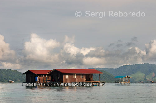 Some house boats used by fishermen from the island of Mabul Pualu. Lobster Lair. Wall diving dominated by large gorgonians and ongoing parade of sea batfish followed. It is a place where we should not lose sight of the blue, since next to South Point is one of the best places to see hammerhead sharks, Sphyrna lewini type, which can form groups of more than 50 individuals. If the water temperature is high, as often happens in Sipadan, we go to deep levels. If you have suitable qualification technical diving, deep dives are organized between 60 and 70 meters. Mid Reef. The profile of this dip is very similar to other parts of the island, alternating slope and wall, but not diving it is repetitive. Acroporas occupy the top and exposed the reef, where the most abundant fish are small and medium size, such as groupers, chipmunks, angel, butterflies, surgeons, fusiliers, damselfish and rabbit fish, the latter being something worthy of note, since the variety and quantity of these animals is very big, something really hard to see in other places. In the sandy areas is common to see white tip sharks, forming small groups, or turtles, which tolerate the presence of divers to unimaginable limits. As we gain depth decreases vertebrate life and soft corals and increase the possibility of encounters with gray or silver tip sharks.