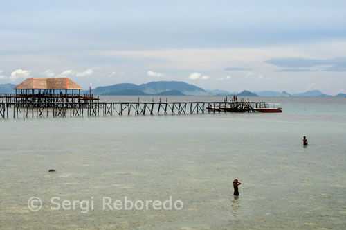 Unos niños del lugar se bañan en la orilla de la playa de Pulau Mabul, junto a un resort en el que se hospedan algunos de los subrinistas que cada año acuden en masa a este lugar. South Point. Un buen sitio para los amantes de la profundidad y los martillos, pero también ideal para los que prefieren cotas más relajas. La primera parte de la inmersión se suele realizar en la zona baja de la pared, en donde destacan las esponjas de barril y las orejas de elefante, pero pronto se pierde profundidad atraídos por en incesante desfile de peces que circulan por la parte alta: tiburones puntas blancas, tiburón leopardo, tortugas, platax y con mucha frecuencia grandes cardúmenes de carángidos (fundamentalmente jurel de ojo grande) de proporciones más que interesantes y entre los que se mezclan palometas australianas y pequeños tiburones. Una inmersión de las que se suele pedir repetir. Turtle Patch.  Un perfil muy similar a South Point, con una amplia plataforma en la parte superior, en donde también se suelen encontrar cardúmenes de júreles. Gorgoinias y todo tipo de corales blandos tapizan la pared y la diversidad de peces de arrecife es muy grande, pero posiblemente lo que más sorprende es la cantidad de tortugas, y ya es complicado que sorprenda esto en Sipadan, ya que son compañeras permanentes de inmersión. En Turtle Patch su presencia se multiplica, están por todas partes, descansando sobre los grandes corales negros, ocultas en cualquier oquedad de la pared, nadando – solas o en grupo – en el azul y formando grandes grupos en las zonas de arena, en donde son desparasitadas por los lábridos limpiadores. Una oportunidad única para ver el comportamiento entre estos animales. 