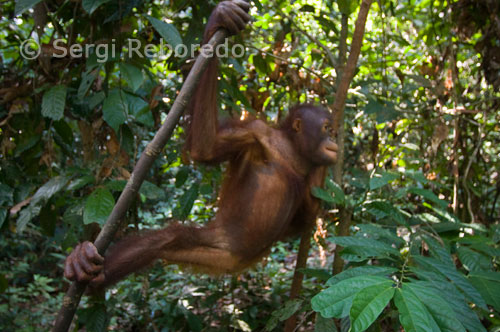 Orangutanes en el Centro de Rehabilitación de Orangutanes en Sepilok. Este de Sabah. Si visita el centro de readaptación para orangutanes de Sepilok tendrá más posibilidades de ver estos animales que si se limita a hacer un recorrido por el parque nacional del Kinabalu. Esta reserva fue creada en 1964 y en ella se cuidan los primates y se les reintroducen en la jungla. Tenga cuidado con estos animales que pueden resultar demasiado curiosos…Hay varias rutas de senderismo en la reserva, desde las más accesibles a las más complicadas. La más difícil os llevará por los manglares, en una caminata de dos a tres horas. Aparte de las aves y los orangutanes veréis los célebre monos de Borneo, los gibones. Hay visitas guiadas para ver a todos estos animales. Estas visitas se pueden organizar en la zona de recepción y los precios están incluídos en el precio de la entrada a la reserva. Hay un montón de cosas que hacer en Sepilok cuando llega la noche. Podéis reservar un paseo nocturno por el Centro de Orangutanes, para ver a estos animales de noche. También podéis acercaros a los bares de la zona, como Batu Empat o el Mile Four. Ambos bares son perfectos para tomar algo y pasar la noche en Sepilok. A pocos metros del santuario de los orangutanes tenemos el Centro Rainforest Discovery. Es una oportunidad excelente para pasear por la copa de los árboles gigantes, que pueden llegar a alcanzar unos 28 metros de altura. Hay un puente colgante increíble que une muchos de los árboles, con diferentes torres desde las que tener unas vistas fantásticas.