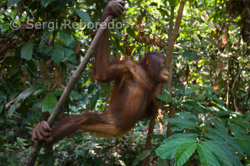 Orangutans at the Orangutan Rehabilitation Centre in Sepilok. Eastern Sabah. If visiting the rehabilitation center for orangutans of Sepilok is more likely to see these animals if you just take a tour of the Kinabalu National Park. This reserve was created in 1964 and she was caring for primates and reintroduce them into the jungle. Be careful with these animals that may be too curious ... There are several hiking trails in the reserve, from the most accessible to the most complicated. The most difficult will take you through the mangroves, on a walk of two to three hours. Apart from birds and you will see the famous monkeys orangutans of Borneo gibbons. Guided tours to see these animals. These visits can be arranged in the reception area and prices are included in the price of admission to the reserve. There are plenty of things to do in Sepilok after dark. You can book an evening stroll by the Centre for Orangutan, to see these animals at night. You can also get close to the bars in the area such as Batu Empat or the Four Mile. Both bars are perfect for a drink and stay overnight at Sepilok. A few meters from the sanctuary of orangutans have the Rainforest Discovery Centre. It is an excellent opportunity to walk through the canopy of giant trees, which can reach about 28 meters. There is an amazing suspension bridge that connects many of the trees, with different towers from which have fantastic views.