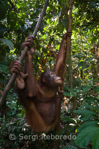 An orangutan hanging from a tree in the Orangutan Rehabilitation Centre in Sepilok. Sabah. Sepilok is located about 45 km drive from the town of Sandakan in Sabah. Sepilok is known for the Orangutan Rehabilitation Centre in Sepilok. This center receives each day's visit at least three hundred tourists, but also Sepilok has a number of other important attractions. The orangutan center is located in the Reserve Kabili-Sepilok Forest, an area of virgin forest of 43 square kilometers on the outskirts of Sandakan Bay. The reserve is a special area of birds, over 250 species. From the tops of the trees and the masts will see the activity of the orangutans. In addition you will see a lot of plants like orchids and bromeliads. Routes linking the suspension bridge is a tremendously attractive special. Without doubt, Sepilok is the best place to discover the great treasures of nature that keeps the island of Borneo.
