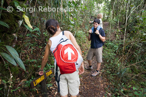 Liwagu Trail. Caminata en el Kinabalu Nationa Park. El Parque Nacional de Kinabalu o Taman Negara Kinabalu, situado a 88 km de la ciudad de Kota Kinabalu, en el estado federal de Sabah, en la costa oeste de la isla de Borneo, Malasia.Fundado en 1964 es uno de los primeros parques nacionales de Malasia, fue declarado como Patrimonio de la Humanidad por la Unesco en el año 2000. Abarcando una superficie protegida de 75.370 ha, que rodean al Monte Kinabalu.Tiene una gran variedad de hábitats, tierras bajas tropicales, selvas lluviosas, selvas tropical de montaña, selva subalpina, y vegetación baja en las cotas más altas. Fue designado Centro de Diversidad de flora para el Sureste Asiático y excepcionalmente rico en especies, como por ejemplo, flora del Himalaya, China, Australia y Malasia, así como vegetación pantropical. Santi Torrent y Laura Molins de Tordera. En las cercanías de la ciudad podemos encontrar algunas atractividades turísticas, por ejemplo, Parque nacional Tunku Abdul Rahman a aproximadamente 61 km, Parque nacional Turtle Islands a aproximadamente 167 km, Monte Kinabalu a aproximadamente 2.4 km, Labuan a aproximadamente 170 km, Sandakan a aproximadamente 175 km, Sepilok -- Rehabilitación Centro orangutanes a aproximadamente 157 km. Iris Reboredo.