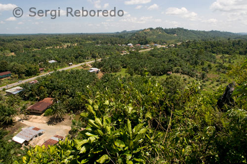 La selva de Borneo cada dia està més castigada, i el que abans era una selva primària va donant passos de gegant cap a plantacions de palmeres per a l'elaboració de l'oli de palma, utilitzat en el primer món com boicombustible. Existeixen molts impactes ambientals produïts per aquest cultiu, més enllà de l'evident desforestació que ha resultat del desmunt del bosc plujós de terres baixes per al'establiment de plantacions (86% de la desforestació de Malàisia entre 1995-2000 va ser produïda per aquest cultiu). Diversos estudis han trobat una reducció significativa en la diversitat biològica (de l'ordre de 80% en les plantes i entre 80-90% en els mamífers, aus i rèptils) després de la conversió del bosc a plantacions de palma d'oli. A més, molts animals no són capaços de moure's a través dels plantacions, mentre que altres, com els orangutans, es converteixen en plagues per als cultius, la qual cosa els posa en risc de ser caçats il.legalment pels administradors de les plantacions. L'ús d'herbicides i plaguicides també pot afectar la composició d'espècies i contaminar les corrents d'aigua locals. Els sistemes de drenatge que requereixen els cultius (en Borneo les palmes d'oli s'estableixen amb força freqüència en boscos pantanosos) poden fer baixar el nivell de l'aigua, afectant a les àrees boscoses limítrofes. Fins i tot, la destrucció de les ciénegas de torba augmenta el risc d'inundacions i incendis. Les cremes per netejar els terrenys, ocasionades pels grans propietaris de plantacions de palma, van ser la principal causa dels grans incendis que van ocórrer durant 1997-1998 a l'illa. Atesa l'escassetat de fusta en algunes parts de Borneo, un gran segment de la seva població té poques opcions econòmiques actualment. El palmell d'oli sembla ser la millor alternativa per a les comunitats que amb prou feines sobreviuen amb les plantacions de cautxú, els cultius d'arròs de subsistència i els horts fruiters. Quan una gran empresa agrícola ingressa a una àrea, alguns membres de la comunitat estan ansiosos per formar part d'un plantació de palma d'oli. Com no tenen títols legals sobre les seves terres, les persones de les comunitats acorden la compra de 2-3 hectàrees (5-8 acres) de terreny per establir cultius d'aquesta palma. Generalment li demanen a l'empresa préstecs per $ 3,000-6,000 dòlars (amb taxes d'interès de 30% anual) per comprar llavors, fertilitzants i altres insums. Com el palmell d'oli triga aproximadament 7 anys a donar fruits, aquestes persones treballen durant aquest temps en els plantacions madurs percebent un salari de 2,50 USD dòlars al dia. Mentrestant, els seus parcel no generen guanys però requereixen de les entrades que ven la companyia. Quan el cultiu es torna productiu, genera un ingrés promig de $ 682-900 dòlars al mes per cada 2 hectàrees. En el passat, la fusta i el cautxú generaven entre $ 350 i $ 1000 al mes, segons Curran. El baix marge de guanys combinat amb grans costos inicials i els relativament alts pagaments d'interessos virtualment asseguren que els petits propietaris estaran permanentment endeutats amb l'empresa propietària del negoci. Els estudis de Curran suggereixen que les comunitats de l'oest de Kalimantan estan profundament preocupades per les inundacions que es puguin presentar després de l'establiment de les plantacions de palma d'oli. També els preocupa la pèrdua de recursos forestals i culturals. Als ancians de les comunitats no sempre els agrada la idea de dones i nens treballant en les plantacions. Els cultius de palma també provoquen una major dependència de les empreses agrícoles pel fet que a la gent ja no pot produir el seu propi menjar. Finalment, algunes comunitats han expressat el seu descontentament per treballar per a les malayos. Ells preferirien treballar de manera independent, afirma Curran. Encara que tenen un gran nombre de queixes, pocs visualitzen altres alternatives.