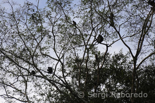 Algunos monos narigudos sobre la copa de los árboles en el río Kinabatangan. Esto nos lleva al siguiente punto: el trayecto entre Kuching y el parque nacional de Bako. De nuevo, surge la posibilidad de tomárselo con calma y ahorrar dinero (cogiendo el autobús número 6) o pagar más para llegar antes (subiéndose a alguna de las furgonetas que hay en la plaza desde donde sale el autobús). Bien sea en autobús o en furgoneta, el objetivo es llegar al pueblo de Bako (Kampung Bako). Una vez allí, hay que dirigirse al muelle (no tiene pérdida) y comprar los billetes del barco que te llevará hasta el parque nacional. Un dato que ningún malayo te dará y que es importante tener en cuenta: muchas veces el barco no logra llegar hasta el muelle del parque nacional porque la marea está demasiado baja. Eso implica dos cosas: tendrás que caminar con las piernas metidas en el agua y tendrás que llevar tu mochila/maleta/bolsa encima. El consejo es por tanto llevar la mochila muy bien hecha (y sin cosas sueltas) y estar preparado para meter los pies en el agua (calzado que se puedan mojar y que no se salga: prohibido chancletas). Como muchos viajeros te dirán, el desembarco es una de las experiencias maravillosas que tiene Bako. En el estado malayo de Sabah, al norte de la isla de Borneo, se encuentra una de las junglas más antiguas y mejor preservadas del planeta, a pesar de la atroz deforestación producida por la industria maderera. Actualmente, es considerada uno de los mejores sitio para la observación de la fauna del sudeste asiático, en especial de algunos primates como los monos narigudos (Nasalis larvatus), los gibones de Mueller o de Borneo (Hylobates muelleri) o el langur rojo (Presbytis rubicunda), también se pueden ver rinocerontes de Sumatra, elefantes asiáticos y orangutanes Una de las mejores formas de recorrer el sitio es seguir el curso del río Kinabatangan, el cual es el segundo río más largo de Malasia, con una longitud de 560 kilómetros, desde su nacimiento en las montañas del suroeste de Sabah hasta su desembocadura en el mar de Sulu, al este de Sandakan. Además de poder observar su fauna impresionante, cabe destacar sus impresionantes cuevas de piedra caliza de Gomantong, y su gran variedad de bosques y manglares.