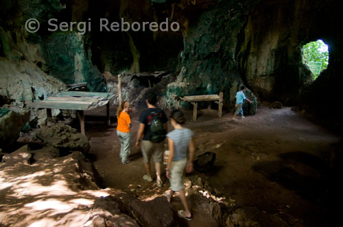 Interior de las cuevas de Gomantong. Borneo. Este de Sabah. Santi Torrent y Laura Molins. A 100 km. de Sandakan las Cuevas de Gomantong, situadas en colinas de caliza alrededor del bajo Kinabatangan, se han hecho famosas por la cantidad de nidos comestibles, hechos con la saliva de los pájaros que allí albergan. Estos nidos son conocidos por sus propiedades medicinales entre la comunidad china local y se recolectan con instrumentos de ratán y bambú, disponiéndolos en escaleras que cuelgan más de 30 m. por encima del suelo de la cueva. Después de la recolección -entre Febrero y Abril, y entre Julio y Septiembre-, los nidos se sumergen en agua para quitarles el barro y las plumas, dejándolos limpios. Luego se venden a la comunidad china local o se exportan a muchos lugares del mundo: hasta 2000 dólares por kilo se han llegado a pagar. La recolección está rígidamente controlada por un sistema de licencias. La cueva está a oscuras por lo que tenemos que alumbrar el camino, una plataforma de madera, con una linterna. Mientras caminamos por ella y oímos el ir y venir de pájaros y murciélagos, nos fijamos en el suelo que, resbaladizo, se hace peligroso y donde decenas de cucarachas andan a su aire. El entorno se hace repugnante, más aún cuando el hedor que desprende el guano es tan intenso que se nos remueve el estómago.