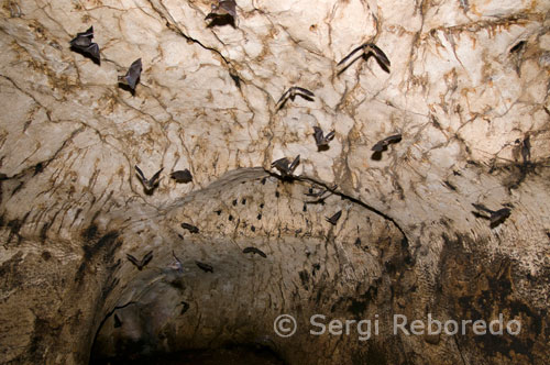 Gran cantidad de murcielagos habitan en el interior de las cuevas de Gomantong. Estas cuevas, situadas en colinas de caliza alrededor del bajo Kinabatangan, se han hecho famosas por la cantidad de nidos comestibles de pájaros que albergan. Estos nidos son conocidos por sus propiedades medicinales entre la comunidad china local, y se recolectan con instrumentos de ratán y bambú, disponiéndolos en escaleras que cuelgan más de 30 m. por encima del suelo de la cueva. Después de la recolección, estos nidos se sumergen en agua para quitarles el barro y las plumas, dejándolos limpios. Luego se venden a la comunidad china local o se exportan a muchos lugares del mundo. Los recolectores de nidos pueden ganar mucho dinero y, como consecuencia, la recolección está rígidamente controlada por un sistema de licencias. Estos puntos constituyen un atractivo tanto profesionales como para aficionados a los animales y la naturaleza en general. Si usted es uno de ellos, no dude en visitarlos.