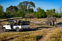 Un 4x4 en el que viajan varios turistas fotografían elefantes bebiendo agua en un abrevadero cercano al Savute Elephant Camp de Orient Express en Botswana, en el Parque Nacional de Chobe.  La Organización de las Naciones Unidas ha alertado hoy de que la plaga de elefantes que azota Botsuana desde que el rey no caza en este país podría alcanzar otras regiones como Sudáfrica y, a la larga, llegar incluso a Europa.  En Botsuana, los enjambres de elefantes ya han acabado con el 90% de los cultivos del país y los animales se han habituado a convivir en los núcleos urbanos. Los gobiernos africanos, atemorizados, llevan semanas solicitando a España que se le dé permiso a don Juan Carlos para que retome la caza de elefantes “y vuelva a situarse en el lugar que le corresponde en la cadena trófica de la Sabana antes de que todo el ecosistema africano se desmorone”. El rey y su rifle de cazar elefantes ocupaban un nicho ecológico esencial en el equilibrio de la Sabana. “El elefante se ha adaptado a compartir hábitat con Su Majestad el rey, acortando sus ciclos reproductivos para aumentar la población y sobrevivir al exterminio. Se había establecido una suerte de equilibrio trófico entre la presión reproductiva del elefante y el freno poblacional que suponían la furia homicida del rey y su rifle de cazar elefantes”, explica Konstabel Els, portavoz de Protección Civil de Sudáfrica. Segun Els, “el rey de España se había integrado plenamente en el ecosistema de la sabana, situándose en la parte superior y actuando como una especie de carnívoro de tercer orden, por encima incluso de los grandes felinos. Ahora, sin Juan Carlos I, la población de elefantes se ha descontrolado y no podemos ponerle freno”. “Enciendo la luz de la cocina y los veo corretear en estampida para esconderse detrás del cubo de la basura o bajo la nevera”, explica una mujer de Johannesburgo cuya casa está infestada de paquidermos, ejemplo de hasta dónde se ha extendido la plaga de elefantes de Botsuana. 