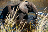 Un elefant surt de l'aigua en un abeurador proper al Savute Elephant Camp d'Orient Express a Botswana , al Parc Nacional de Chobe . Botswana anuncia vuit mesos després del viatge del rei que prohibirà les caceres d'elefants a 2014 . Es van acabar les caceres d'elefants a Botswana , on el rei Joan Carles es va trencar el maluc fa vuit mesos durant un viatge per caçar elefants . El país va a prohibir la caça comercial d'animals salvatges -inclosos els elefants -a partir de 2014 per evitar que la població de certes espècies segueixi descendint . " El Govern ha decidit la suspensió indefinida de la caça d'animals salvatges amb fins comercials a partir de l'1 de gener del 2014" , va anunciar el ministeri de Medi Ambient de Botswana . L'Executiu considera que "aquest esport no és compatible " amb els seus compromisos de conservació i protecció de la fauna local "o amb el desenvolupament de la indústria turística a llarg termini" . La caça major és una activitat practicada per aficionats , sovint molt rics , i el país és la llar d'una gran població d'elefants , lleons i búfals . " No podem permetre que aquesta disminució representi una amenaça real per a la conservació del nostre patrimoni natural i per a la salut a llarg termini de la indústria turística local , la segona font d'ingressos després del diamant " , explica el ministeri en el comunicat..