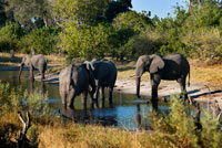 Elefantes bebiendo agua en un abrevadero cercano al Savute Elephant Camp de Orient Express en Botswana, en el Parque Nacional de Chobe.   Botsuana prohibirá la caza de elefantes meses después del viaje del Rey A partir de enero el Gobierno del país africano protegerá por ley a la fauna local, fuente de ingresos turísticos. Botswana, hasta ahora el paraíso para la caza mayor, prohibirá esta práctica a partir de enero del 2014 para frenar el declive de algunas especies, según ha anunciado el Gobierno del país africano.  El Rey posa con el propietario de Rann Safaris, frente a un elefante abatido durante una cacería en el año 2007. RANN SAFARIS RANN SAFARIS "El Gobierno ha decidido suspender desde el 1 de enero del 2014 por tiempo indefinido de la caza de animales salvajes que se practica en el ámbito comercial", según un comunicado del Ministerio de Medio Ambiente. Botswana quiere así ser "coherente con sus compromisos con la conservación y protección de la fauna local y con el desarrollo de la industria turística local en el largo plazo". La caza mayor es un deporte practicado por los aficionados, normalmente personas de altas rentas, como el Rey Juan Carlos, cuya expedición a Botswana para cazar elefantes el pasado abril provocó un escándalo en España, en plena crisis económica.