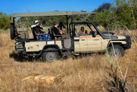 Una leona descansa y mientras los turistas de un 4x4 de Orient Express les fotografía sin cesar en las inmediaciones del campamento Savute Elephant Camp de Orient Express en Botswana, en el Parque Nacional de Chobe. El león (Panthera leo) es un mamífero carnívoro de la familia de los félidos y una de las  especies del género Panthera. Algunos machos, excepcionalmente grandes, llegan a pesar hasta 250 kg,3 lo que los convierte en el segundo félido viviente más grande después del tigre. Los leones salvajes viven en África subsahariana y Asia, con una población en peligro crítico al noroeste de la India, habiendo desaparecido del norte de África, de Oriente Próximo y del oeste de Asia en tiempos históricos. Hasta finales del Pleistoceno, hace aproximadamente 10 000 años, de los grandes mamíferos terrestres, el león era el más extendido tras los humanos. Su distribución cubría la mayor parte de África, gran parte de Eurasia, desde el oeste de Europa hasta la India, y en América, desde el río Yukón hasta el sur de México. Si sobreviven a las dificultades de la infancia, las leonas que viven en un hábitat seguro, como por ejemplo el Parque Nacional Kruger, a menudo pueden llegar a la edad de 12-14 años, mientras que los leones raramente viven más de ocho años. Sin embargo, se conocen casos de leonas que han vivido hasta veinte años en estado salvaje. En cautiverio, tanto los machos como las hembras pueden vivir más de veinte años. Suelen vivir en sabanas y herbazales, aun cuando pueden entrar en zonas arbustivas y boscosas. Los leones son animales especialmente sociales en comparación con otros félidos. Una manada de leones se compone de hembras que tienen una relación familiar, sus crías y un número reducido de machos adultos. Los grupos de leonas suelen cazar juntos, atacando principalmente a grandes ungulados. El león es un superpredador y clave, pese a que puede tener un comportamiento carroñero si tiene la oportunidad. Aun cuando los leones, normalmente, no cazan humanos de manera selectiva, algunos de ellos pueden convertirse en antropófagos y buscar presas humanas. 