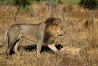 Un lleó camina tranquil · lament pels voltants del campament Savute Elephant Camp d'Orient Express a Botswana , al Parc Nacional de Chobe . Prohibida la caça de lleons a Sud-àfrica i Botswana . El Govern de Botswana ha prohibit la caça del lleó . " De forma unilateral , per sorpresa i per un període indefinit" , afegeixen els caçadors espanyols d'alt nivell. Les autoritats sud-africanes pràcticament han decidit el mateix aquest estiu . Allà tampoc es permetrà caçar més de 10 lleons a l'any. Terrible notícia . On van a anar ara aquests il · lustres escorxadors per poder enderrocar lleons ? Es quedaran sense la seva preuada catifa de lleó " de veritat" ? Per sort per a aquests emuladors de Clark Gable a Mogambo , encara hi ha possibilitats a l'Àfrica de caçar lleons a dojo , enllaunats en finques privades convenientment tancades per evitar fuites al terreny de la competència . El cadàver d'un melenut mascle matat per un mateix ve a costar uns 22.000 euros , tot i que amb això de les prohibicions seu preu pot disparés en un futur proper , mai millor emprat el verb . I si l'aguerrit caçador falla el tir no s'ha de preocupar per la integritat del seu darrere , ja que el guia acompanyant el abatrà per ell però no ho dirà a ningú