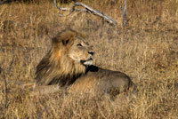 Un león tumbado plácidamente en ls sabana, cerca de campamento Savute Elephant Camp de Orient Express en Botswana, en el Parque Nacional de Chobe.  Los cinco grandes mamífereos de Okavango. Estas denominaciones tienden a usarse en África para definir a los animales más atractivos para el visitante. A los big five que todo turista busca: el león, la pantera, el elefante, el rinoceronte y el búfalo, se unen el guepardo y el licaón (perro salvaje africano), para dar lugar a los siete magníficos (the magnificent seven) de Okavongo que pocos pueden ver en estado salvaje. Los leones del Okavango son famosos por su tamaño y fortaleza, y porque se dice que son los únicos leones nadadores que existen, ya que se ven obligados a hacerlo cuando la crecida veraniega los deja aislados en islotes que antílopes e impalas, sus presas habituales, abandonan. En la Chief Island, en el Parque Nacional de Moremi, existe una pequeña población de leones en disminución que se alimenta exclusivamente de búfalos. Se calcula que una veintena de leones acosan y son acosados por un millar de búfalos que les plantan cara. Estos felinos son extraordinariamente musculosos, pues la caza del búfalo negro exige una fortaleza enorme. Varios leones, generalmente leonas, atacan a la manada en busca del ejemplar más débil, pero cuando éste es atacado y yace en el suelo, el resto de la manada se vuelve y con los cuernos y las patas atacan a su vez a sus cazadores. El resultado es una manada de leones en disminución. 