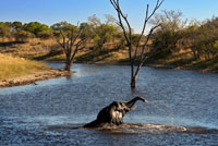 Un elefante se baña plácidamente en unos de los riachuelos cercanos al campamento Savute Elephant Camp de Orient Express en Botswna, en el Parque Nacional de Chobe.  Los elefantes africanos compiten con la poblacin de Botswana, y las zonas protegidas son inadecuadas para garantizar la supervivencia de los elefantes, especialmente en zonas ridas y semiridas, donde los elefantes dependen de recursos y espacio utilizados tambin por la poblacin. Debido a las variables climticas y otras variables ambientales, los elefantes deben seguir gozando de movilidad y oportunismo, por lo que el confinamiento a determinadas reservas no resulta prctico y es perjudicial. En la Poltica de Conservacin de la Fauna y Flora Silvestres de 1986 se reconoce claramente que si no se concede valor a los recursos de las especies silvestres, los imperativos de otros usos de la tierra sern inadvertidamente contrarios a la continua existencia de recursos de especies silvestres en cantidades razonables. Los conflictos entre elefantes y personas resultantes de una creciente poblacin de elefantes en Botswana pueden ser desfavorables a largo plazo para los primeros si las comunidades que viven junto a los elefantes estiman que su subsistencia resulta adversamente afectada por un "recurso" que no les beneficia (comunidades) directamente. En esta poltica, y en otras polticas del Gobierno, como la Poltica de Turismo y la Estrategia de Conservacin Nacional, se insiste en la utilizacin de los recursos naturales del pas, incluidos los elefantes, sobre una base sostenible en bien a largo plazo de Botswana. Cuando las comunidades estiman que la conservacin representa slo un costo neto para ellas, y cada vez expresan ms esos sentimientos, tal vez no sea posible obtener su cooperacin para lograr que se cumplan los objetivos de la conservacin. El comercio de productos de elefante no slo es esencial para la conservacin del elefante, su hbitat y otras especies, sino tambin para atender necesidades humanas fundamentales en el rea de distribucin de elefantes. Los conflictos entre poblacin y elefantes, mencionados ya en este documento, alcanzan mayores proporciones, y las comunidades piensan que el elefante es una plaga. Con los productos de elefante, como el marfil obtenido en zonas comunales, puede aumentar el valor de los elefantes para esas comunidades, y la comunidad apreciar ms a los elefantes. Con este beneficio directo que reciben, las comunidades estimarn cada vez ms que les interesa la continua existencia de elefantes en cantidades razonables. En la ltima subasta de 1999, de conformidad con la Decisin 10.1, el 30% del producto obtenido se ha destinado a las comunidades adyacentes del rea de distribucin de los elefantes, y el resto se ha asignado a la conservacin de elefantes. 