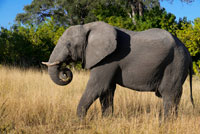 Un exemplar d'elefant adult passeja prop del Savute Elephant Camp d'Orient Express a Botswna , al Parc Nacional de Chobe . El Rei ja no podrà caçar elefants a Botswana . Botswana , fins ara el paradís per a la caça major , prohibirà aquesta pràctica a partir del gener del 2014 per frenar el declivi d'algunes espècies , segons ha anunciat el Govern del país africà . " Ho sento molt, m'he equivocat i no tornarà a passar". Per si de cas li dóna per penedir , a partir de gener de 2014 ja no tindrà l'oportunitat . A partir d'aquesta data , el govern de Botswana suspèn indefinidament la caça d'animals salvatges . El seu president vol frenar el declivi d'algunes espècies , com l'elefant , que ha disminuït en nombre en els últims anys , i considera que no protegir la fauna local posa seriosament en perill la indústria turística del país, la seva segona font d'ingressos després d' la venda de diamants , amb un 12% del PIB . La caça d'elefants és il · legal en molts països d'Àfrica, però no a Botswana . La notícia ha agafat per sorpresa a operadors ia la indústria de caça del país . Jeff Rann és l'home que va acompanyar al Rei en la seva cacera