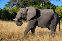 Un ejemplar de elefante adulto se pasea cerca del Savute Elephant Camp de Orient Express en Botswna, en el Parque Nacional de Chobe.  El Rey ya no podrá cazar elefantes en Botswana. Botswana, hasta ahora el paraíso para la caza mayor, prohibirá esta práctica a partir de enero del 2014 para frenar el declive de algunas especies, según ha anunciado el Gobierno del país africano. "Lo siento mucho, me he equivocado y no volverá a ocurrir". Por si acaso le da por arrepentirse, a partir de enero de 2014 ya no tendrá la oportunidad. A partir de esa fecha, el gobierno de Botswana suspende indefinidamente la caza de animales salvajes. Su presidente quiere frenar el declive de algunas especies, como el elefante, que ha disminuido en número en los últimos años, y considera que no proteger la fauna local pone seriamente en peligro a la industria turística del país, su segunda fuente de ingresos después de la venta de diamantes, con un 12% del PIB. La caza de elefantes es ilegal en muchos países de África, pero no en Botswana. La noticia ha cogido por sorpresa a operadores y a la industria de caza del país. Jeff Rann es el hombre que acompañó al Rey en su cacería. 