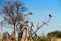 Aves de todo tipo merodean cerca del Savute Elephant Camp de Orient Express en Botswna, en el Parque Nacional de Chobe.  La observación de aves es un atractivo fascinante en el país, Botswana es un hogar prominente para más de 575 especies de Cuevas birds.Gcwihaba es una visita obligada en Botswana.Nata Santuario de Aves es una reserva bien conservada, principalmente para los diferentes tipos de especies de aves y vida silvestre. Kubu isla es famosa por sus árboles baobab que también forman parte del gran atractivo turístico en Botswana. Cataratas Victoria son un atractivo turístico fascinante que hay que visitar en Botswana. Tiene las mejores actividades de aventura deportes que usted puede disfrutar de la participación en el embarque ejemplo, el cuerpo, canoa, kayak, apuesta rafting.Those paseos en bote, pesca, rappel y el agua que no está realmente interesado en estas actividades pueden optar por paseos por la naturaleza en su visita a diferentes parques nacionales, así como las magníficas cataratas. En este punto, usted recibirá los mejores recuerdos de toda una vida. Mucha gente puede preguntarse cuál es el mejor momento para visitar las Cataratas Victoria, esto a menudo es depende del agua que brota por las cataratas y las precipitaciones recibidas en el río Zambezi. Otros hay que ver son los safaris a caballo y el elefante;. Que tendrá la oportunidad de para ver una gran población de elefantes, mientras disfruta de su juego lleva en la 4 ruedas motrices. Ves otras varias especies de vida silvestre y las aves que harán de su safari memorable. Retomando las unidades de la noche es una oportunidad, ya que echar una mirada a algunos de los animales raros que no se pueden ver durante el día.