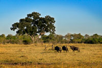 Algunos ñus corretean cerca del campamento Savute Elephant Camp de Orient Express en Botswna, en el Parque Nacional de Chobe.  En los primeros días de junio tiene lugar uno de los eventos más característicos de Africa, miles de ñus avanzan por la llanura en dirección a sus cuarteles de verano en busca de mejores pastos. Esta imparable marcha, mil veces filmada, fotografiada y comentada, es el aspecto más conocido de esta especie fundamental en la cadena trófica de la sabana. Antes de emprender su viaje anual, han tenido lugar las paradas nupciales en el seno de la manada, salpicadas de violentas disputas entre los machos por la conquista de un pequeño territorio donde se producirán las cópulas con las hembras que haya podido atraer. Con las hembras ya fecundadas, los diferentes grupos comienzan a unirse formando interminables riadas de individuos que no pararán hasta llegar a las zonas de pastos frescos del Lago Victoria o del cráter del Ngorongoro, donde pasarán cinco o seis meses antes de retornar a sus lugares de origen. Es ahora cuando se producen los nacimientos, escalonados durante un periodo de dos o tres meses, y cuando la importancia del ñu como un eslabón indispensable de la cadena alimenticia queda de manifiesto. Conocedores de esta explosión de vida, multitud de predadores se agolpan cerca de las manadas de ñus en busca de presas fáciles, lo que provoca una elevada mortandad entre las crías recién nacidas y entre los individuos viejos o enfermos para los que este año ha sido el de su última migración. Los ñus habitan las sabanas de Africa oriental y del sur. 